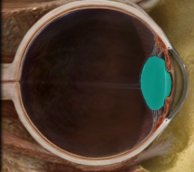 <p>focuses light onto retina</p>