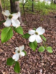 <p><span>Cornus florida cv. / Flowering Dogwood</span></p>