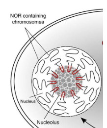 <p>nee, grootte corrreleert met activiteit</p><p>als hoge snelheid van proteinsynthese hebben we veel ribosomen nodig en kan to t25% van nucleair volume innemen.</p>