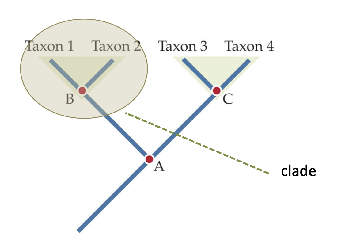 <p>Any piece of a phylogeny which includes an MRCA and <strong>all</strong> of its descendants. Hence, any piece of a phylogeny that shows monophyly.</p><ul><li><p><mark data-color="#fde2e2" style="background-color: #fde2e2; color: inherit">Tip for knowing if a taxonomy is a clade!!!!!</mark></p><p><mark data-color="#fde2e2" style="background-color: #fde2e2; color: inherit">If you can separate the entire phylogeny with a single snip with ‘scissors.’</mark></p></li></ul><p></p>