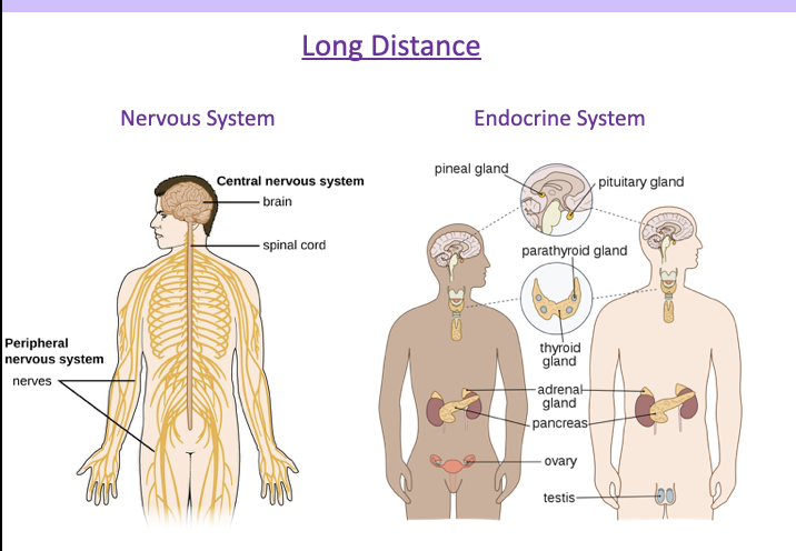 nervous system and endocrine system