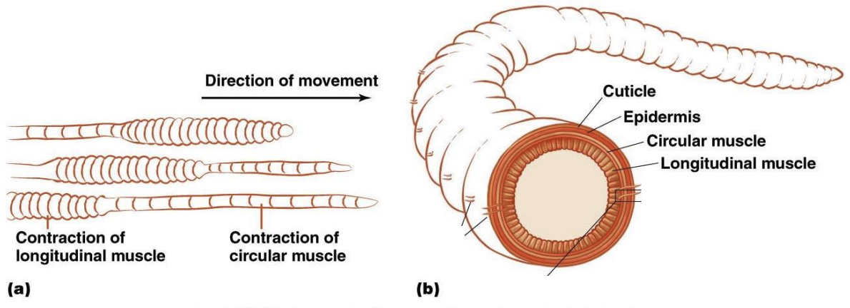<p>In a hydrostatic skeleton, muscles move _________ through ________ compartments to achieve movement.</p>