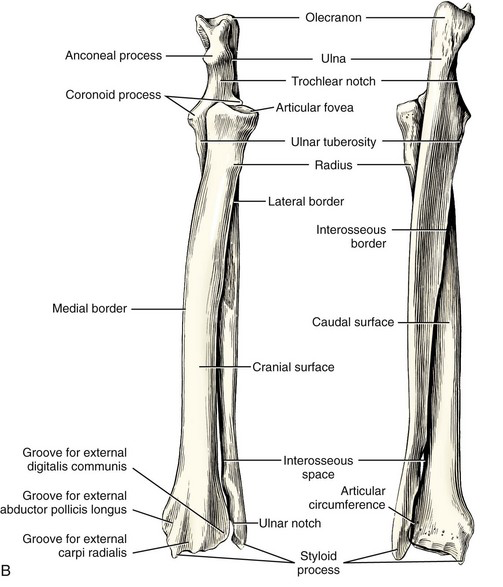 <ul><li><p><span>In dogs/cats, starts medially and ends laterally</span></p></li><li><p><span>Olecranon process</span></p><ul><li><p><span>Point of elbow</span></p></li><li><p><span>Attachment site of tendon of triceps brachii</span></p></li></ul></li><li><p><span>Trochlear notch</span></p><ul><li><p><span>Anconeal process</span></p><ul><li><p><span>Fits into olecranon fossa during extension</span></p></li></ul></li><li><p><span>Coronoid processes: medial and lateral</span></p></li></ul></li><li><p><span>Styloid process (distal): lateral</span></p></li><li><p><span>Horse and cow</span></p><ul><li><p><span>Ulna partially fused to radius (incomplete)</span></p></li></ul></li></ul><p></p>
