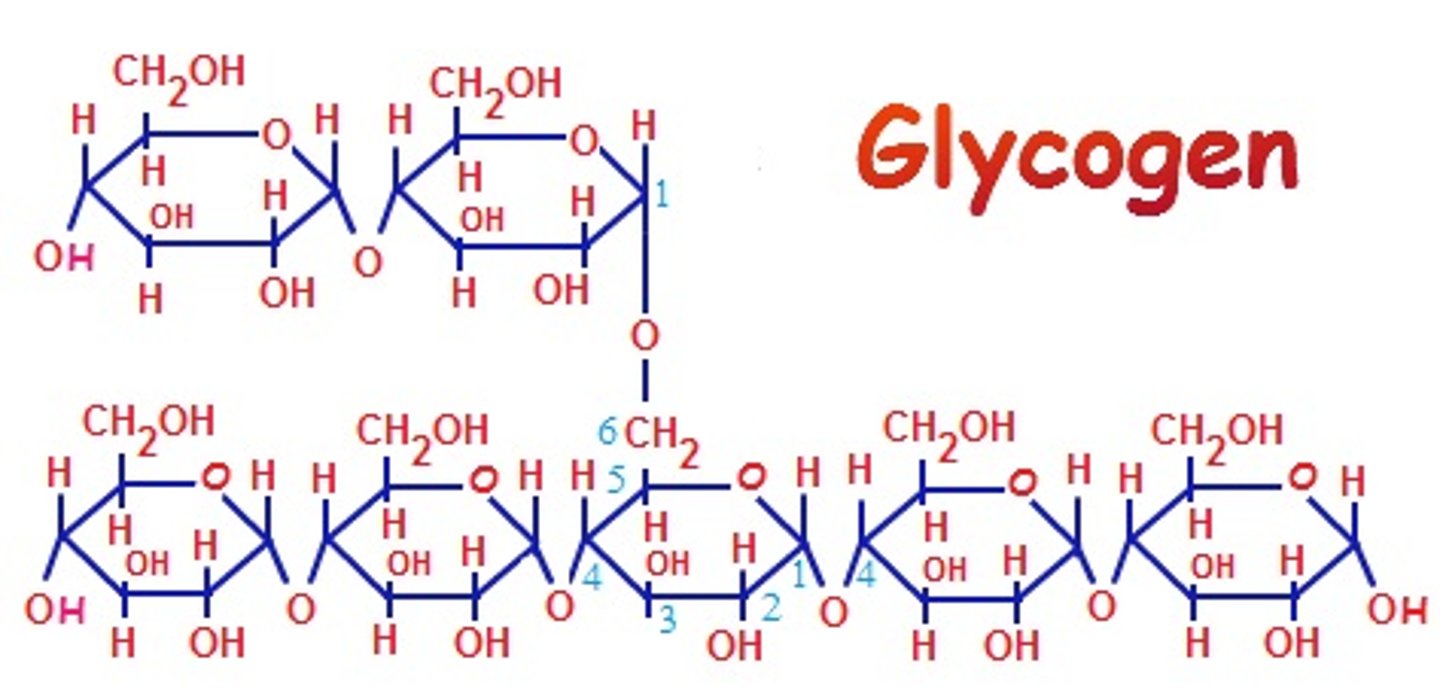 <p>the storage form of glucose in humans and animals, alpha 1,4 and alpha 1-6</p>