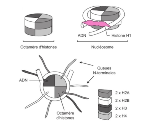 <p>H2A, H2B, H3, H4<br />
H1 (liaison)</p>