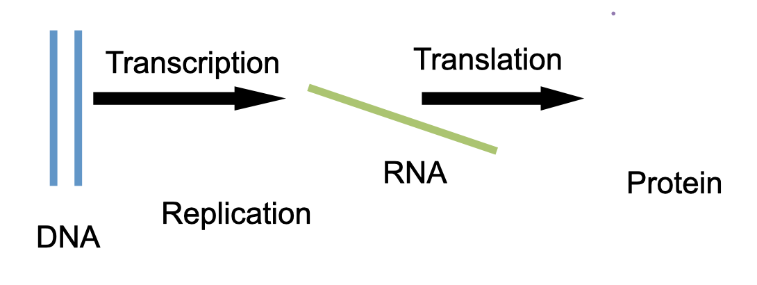 <ol><li><p>DNA can make copies of itself</p></li><li><p>DNA can be transcribed into RNA</p></li><li><p>RNA can be translated to protein</p></li></ol>