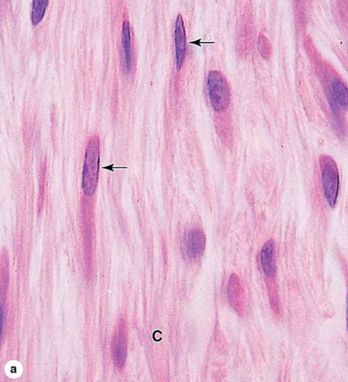 <p>They <span><span>synthesize and secrete collagen (the most abundant protein of the body) and elastin, which both form large fibers, as well as the GAGs, proteoglycans, and multiadhesive glycoproteins comprising the ground substance.</span></span></p>