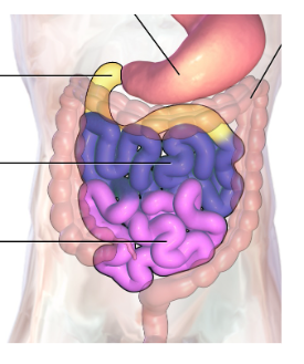 <p>Small intestine</p><p>yellow region</p>