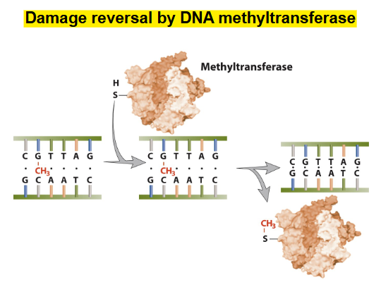<ul><li><p>DNA photolyase use energy of blue light to break covalent bonds holding 2 pyrimidines together</p></li><li><p>humans do not have photoreactive pathway</p></li></ul><p>-BUT</p><ul><li><p><strong>DNA methyltransferase</strong> does damage reversal</p></li></ul><p></p>