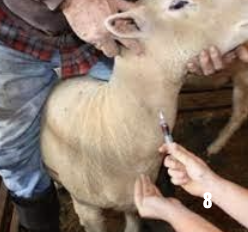 <p>horses: jugular vein mostly</p><p>small ruminants, camelids, cattle: jugular vein (sometimes tail vein in cattle)</p><p>pigs: ear veins</p>