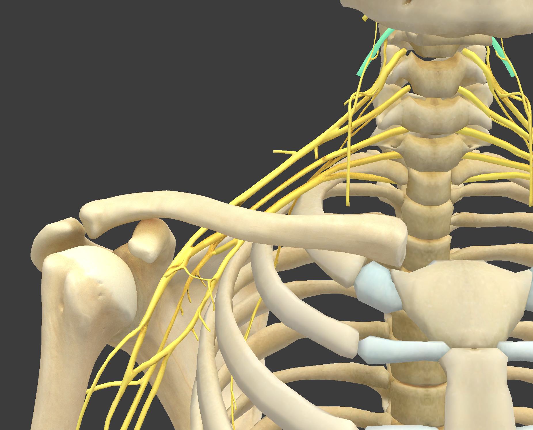 <p>What structure is shown?</p>
