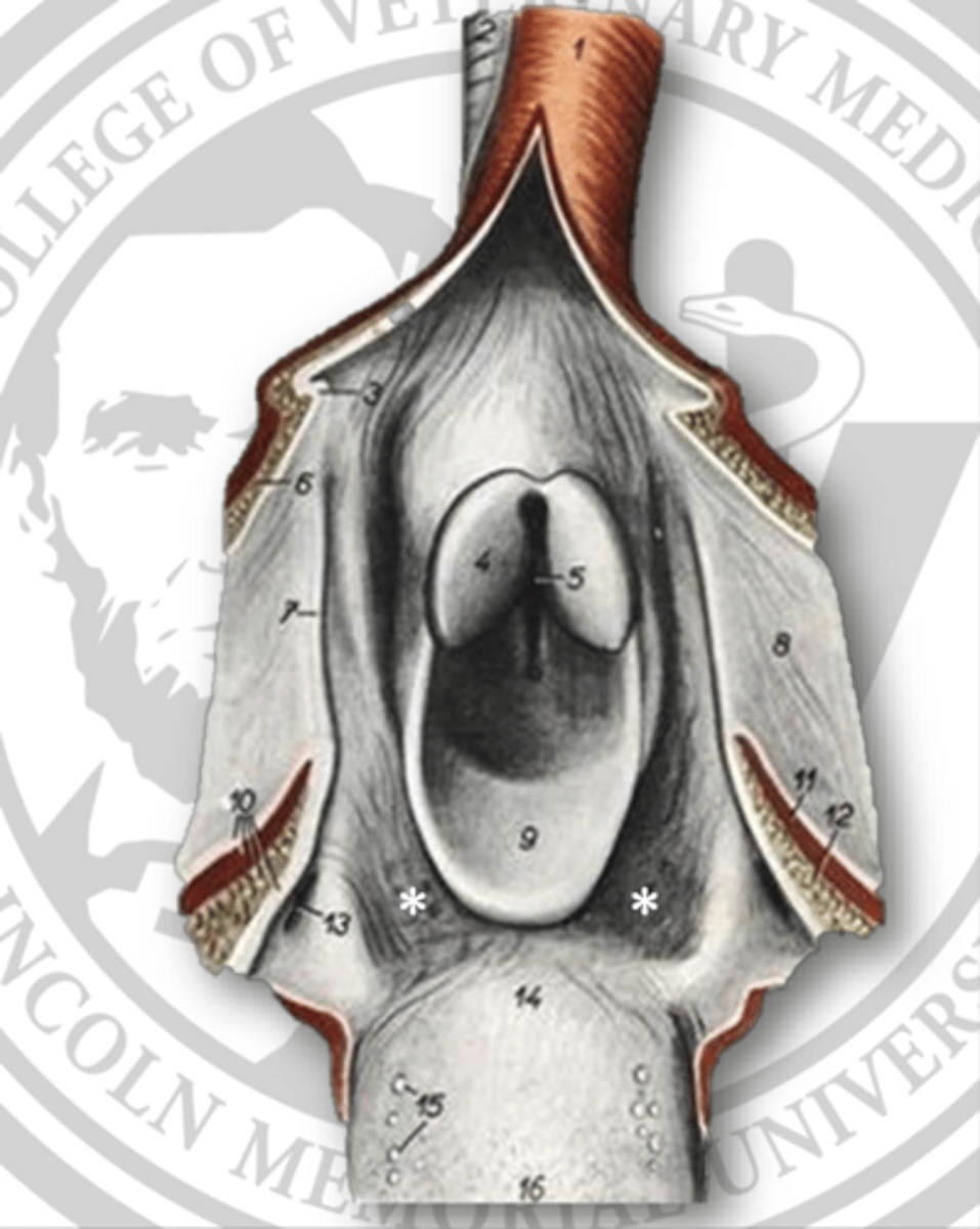 <p>what is indicated by the *</p>