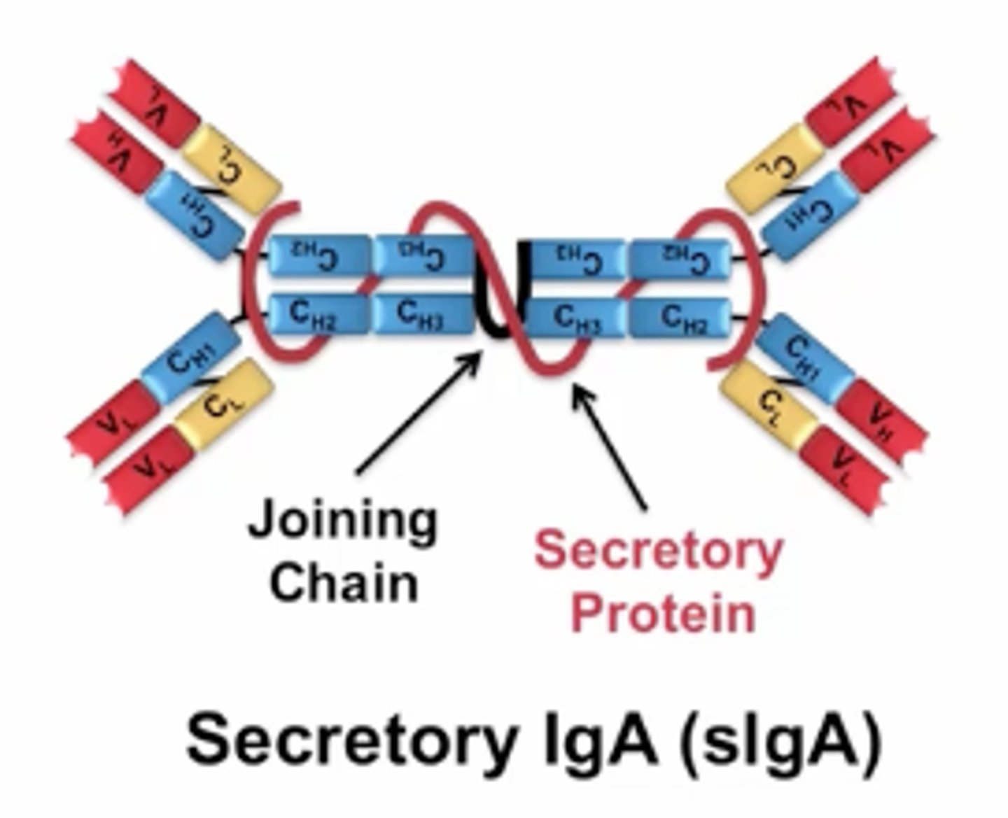 <p>lines and protects internal mucosa (resp and GI)</p>