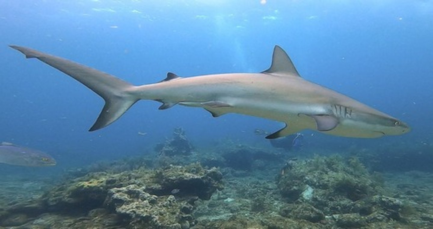 <p>Predatory shark species found in Caribbean reefs.</p>