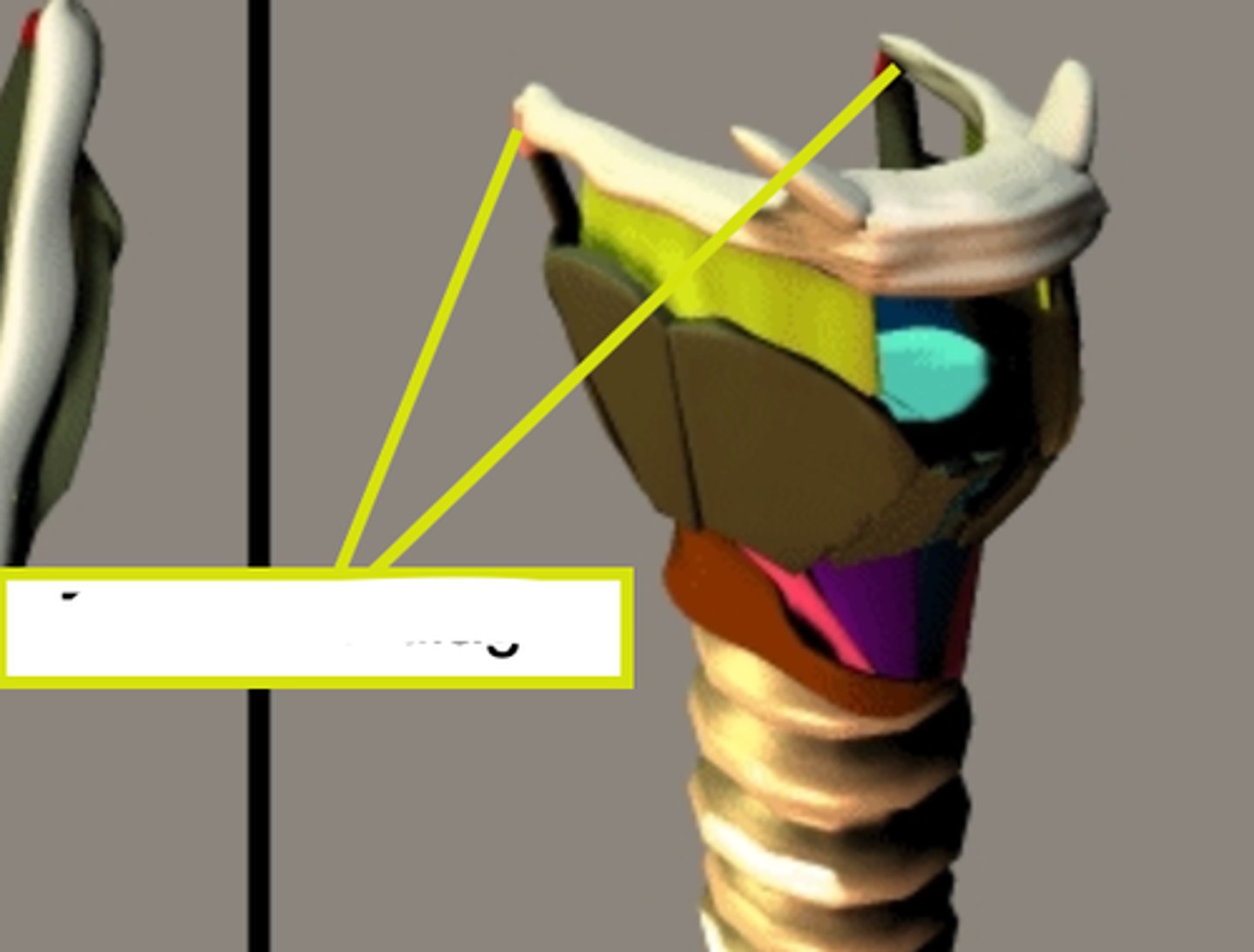 <p>create a flexible joint from the hyoid to the superior horns of the thyroid cartilage.</p>