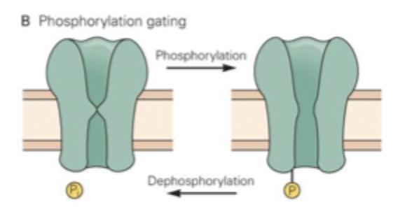 <ul><li><p>Activation of second messenger pathways (often by neurotransmitter interactions with GPCR)</p></li><li><p>Can result in ion channel opening via phosphorylation</p></li><li><p>e.g. mAChR</p></li></ul><p></p>