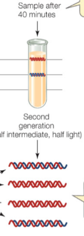 <ul><li><p>Found strand in intermediate zone that had both 14N and 15N </p></li><li><p>Found band with just 14N which is lighter</p></li><li><p>It is semi conservative since there is a band that is light meaning there were 2 strands that were generated using 15N and strands that had a single copy of 14N</p></li></ul><p></p>