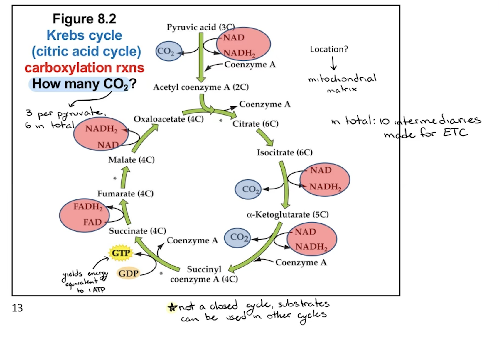 <ul><li><p>happens in mitochondrial matrix </p></li><li><p>carboxylation reactions </p><ul><li><p>how many CO2? → 6CO2 (3/pyruvate)</p></li><li><p>intermediates used to make fat + generate carbohydrates</p><ul><li><p>b/c not closed system (open) so can be used in other pathways</p></li></ul></li></ul></li><li><p>5e- acceptors/pyruvate/cycle x2 = 10e- acceptors → go into ETC + oxidative phosphorylation </p></li></ul><p></p><ul><li><p>6CO2 released (3 per pyruvate)</p></li><li><p>8NADH2 + 2FADH2 (for each glucose molecule)</p></li><li><p><strong>net= 2 ATP</strong></p></li></ul><p></p><p></p><p>** total from glycolysis + kreb’s cycle= <strong>4 ATP </strong>**</p><p>(no O2 needed yet)</p>