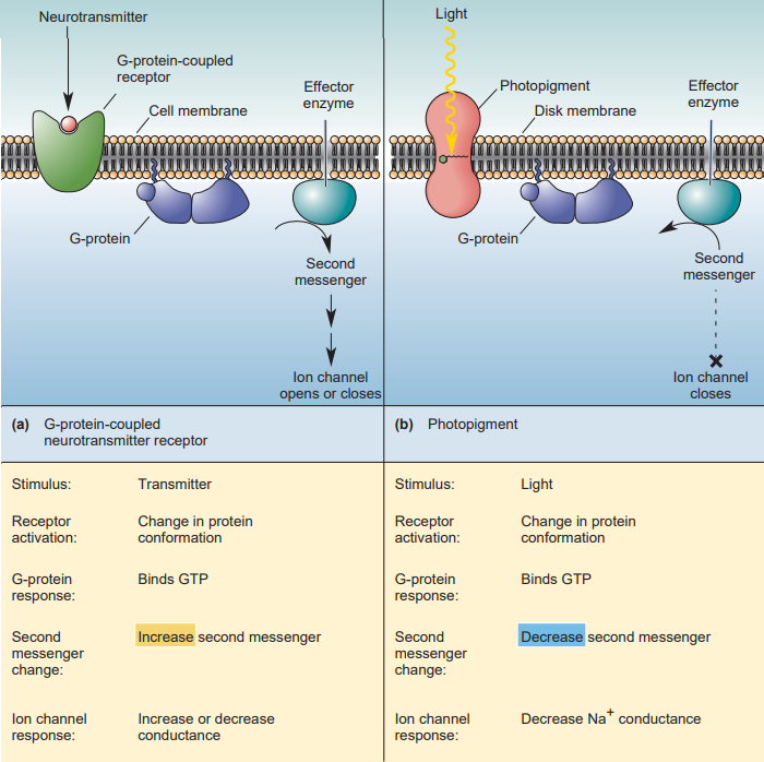 <ul><li><p>Rod outer segments are depolarized (Vm = -30 mV) in the dark because of they have a steady influx of Na+ </p></li><li><p>cGMP is produced in the photoreceptor by enzyme guanylyl cy → keep Na+ channels open</p></li><li><p>Light reduces cGMP → Na+ channels close → membrane potential becomes more negative → rod receptors hyperpolarize in response to light</p></li></ul>