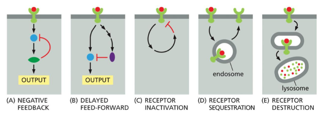 <p><span>Negative feedback is a regulatory mechanism where activation of a signaling pathway triggers inhibitory processes that reduce or shut down the same signal, i.e. the pathway output from the activated receptor, feeds back to inhibit the receptor itself, or a protein in the pathway.</span></p><p class="MsoNormal"><span>Receptor adaptation is the process by which a cell reduces its response even though there is a constant or prolonged stimulus. Desensitization is a related process in which continued stimulation makes a receptor less responsive or inactive.</span></p><p class="MsoNormal"><span>Negative feedback is important for adaptation and desensitization because it prevents overstimulation and maintains signaling within a useful range. The cell can therefore sense if there is a change in the signal strength, over a wide range of concentrations. Negative feedback loops with short time decays are important for such adaptive responses as because they allow cells to respond quickly to a signal and then rapidly turn the response off, even if the signal is still present.</span></p><p class="MsoNormal"></p>
