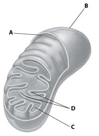 Which part of the mitochondrion shown enhances its ability to produce ATP by increasing the surface area of a mitochondrial membrane?