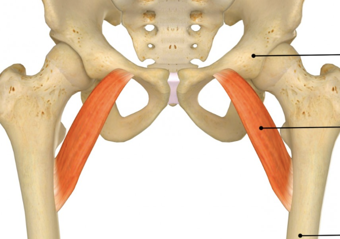 <p>Above Adductor Longus</p>