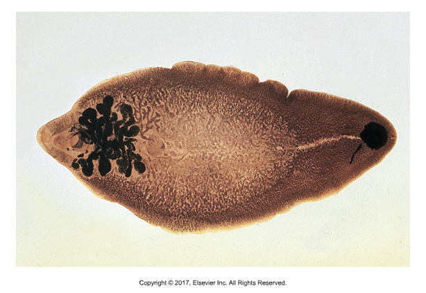 <p>“Liver fluke”</p><ul><li><p>Affects: Sheep, cattle, goats</p></li><li><p>Causes “liver rot”​</p></li><li><p>1st intermediate host: Aquatic snail​</p></li><li><p>No 2nd intermediate host​</p></li><li><p>Cause of infection: Ingestion of vegetation with metacercariae​</p></li><li><p>Most economically important, most studied fluke​</p></li><li><p>Adults obstruct bile duct 30 x 13 mm, broad anterior end with cone shape projection, more narrow posterior end​</p></li><li><p>Tan to reddish brown​</p></li><li><p>Eggs found in fecal sedimentation</p></li></ul><p></p>