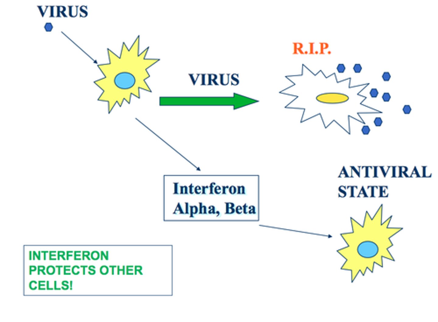 <p>protein produced by infected cells to limit spread of infection by blocking biosynthesis</p>