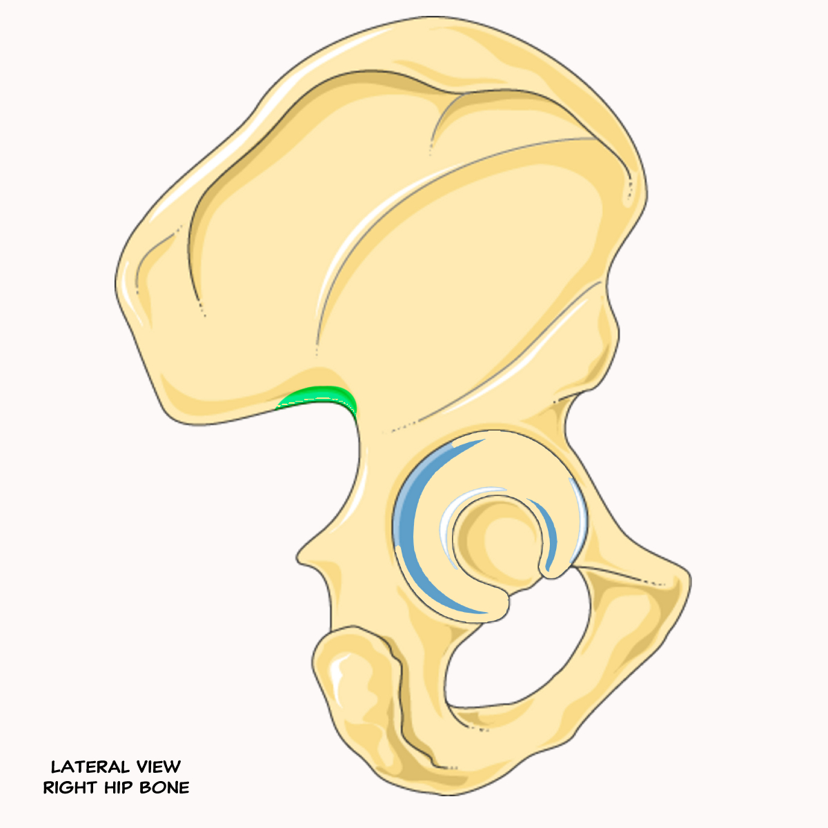 <p>Name the highlighted feature of the pelvis</p>