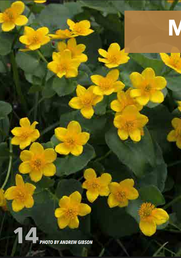 <p>Buttercup; Ranunculaceae</p>