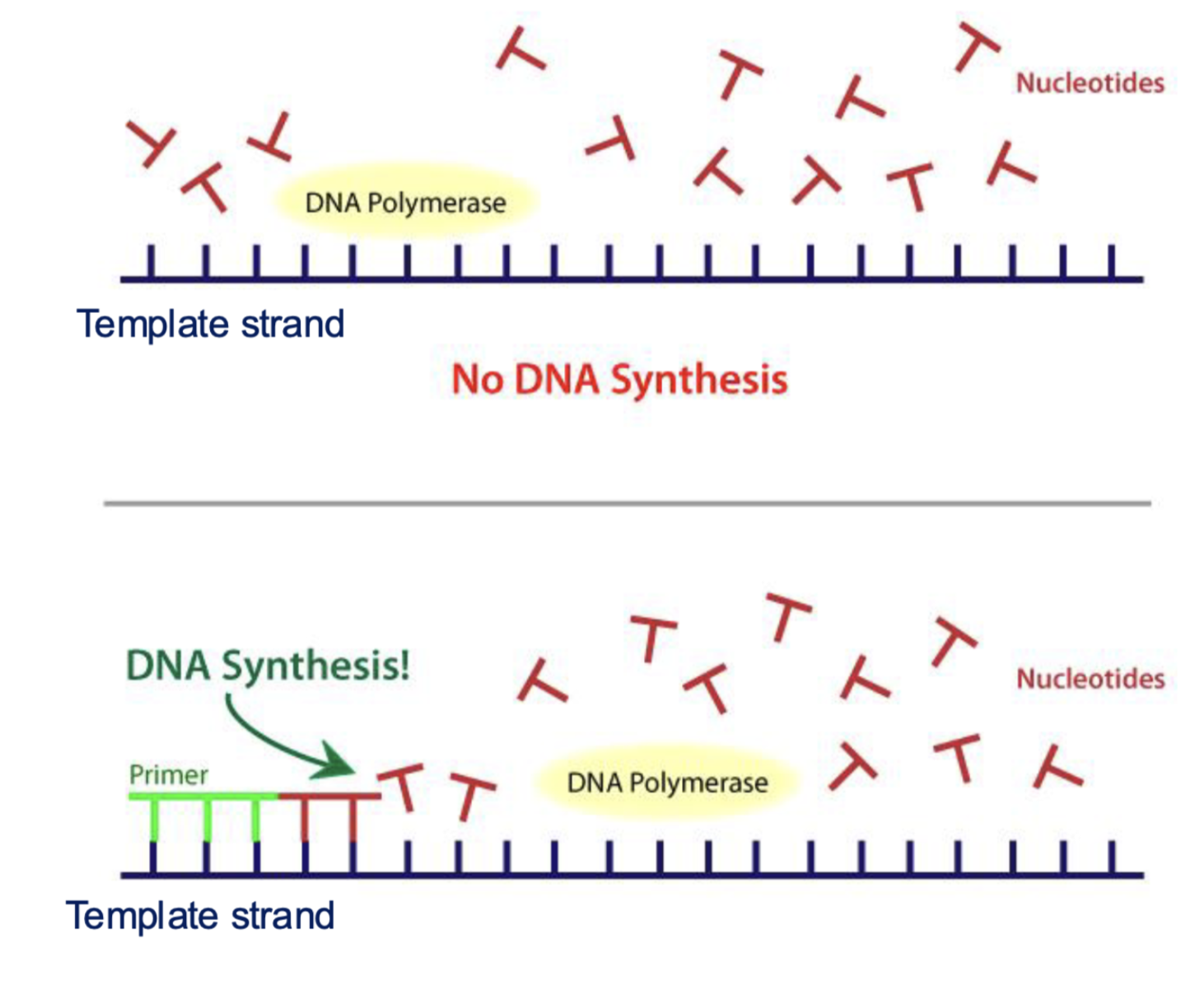 <p>no they need an RNA or DNA primer</p>
