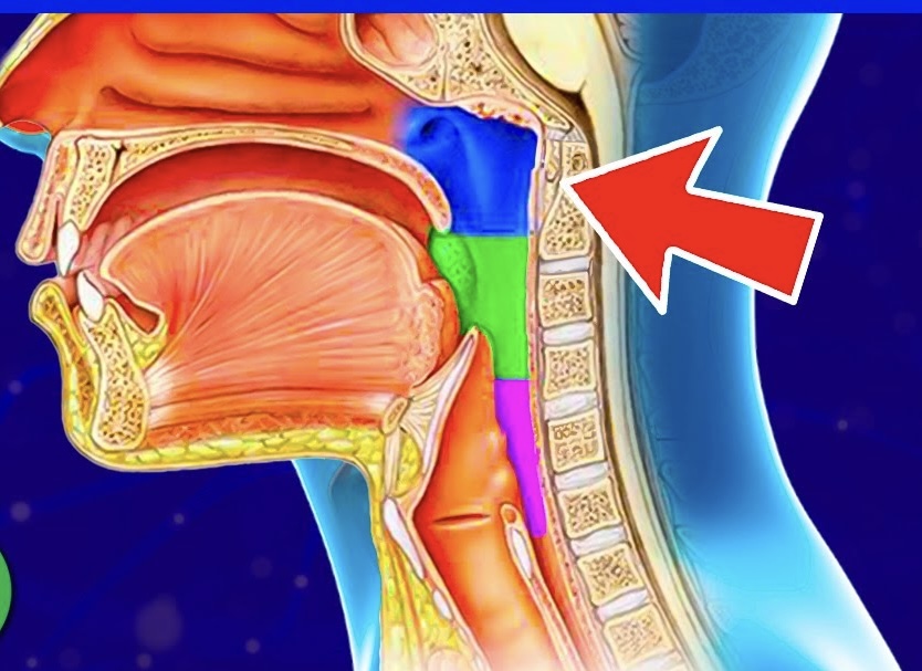 <p>The part of the pharynx that is behind the nasal cavity is called <strong><em><em></em></strong></em>__.</p>