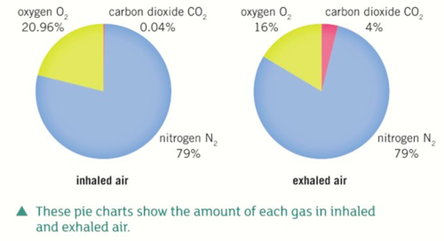 <p>21% Oxygen, 0.04% Carbon Dioxide, 78% Nitrogen, percentage of water vapour varies</p>