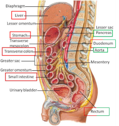 <p><span style="color: red"><strong>intraperitoneal</strong></span><strong> | </strong><span style="color: green"><strong>retroperitoneal</strong></span></p>