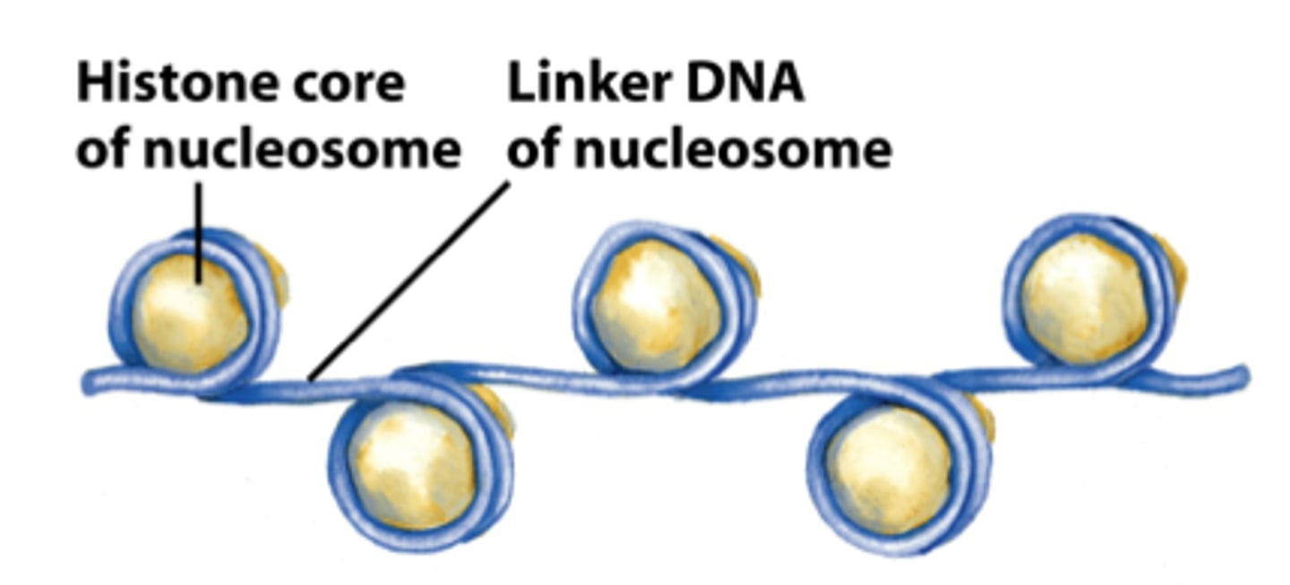 <p>nucleosome are joined by DNA that runs between them.</p>