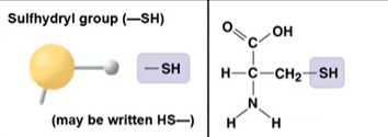 <p>–SH; thiol group; can form disulfide bonds that influence protein structure.</p>