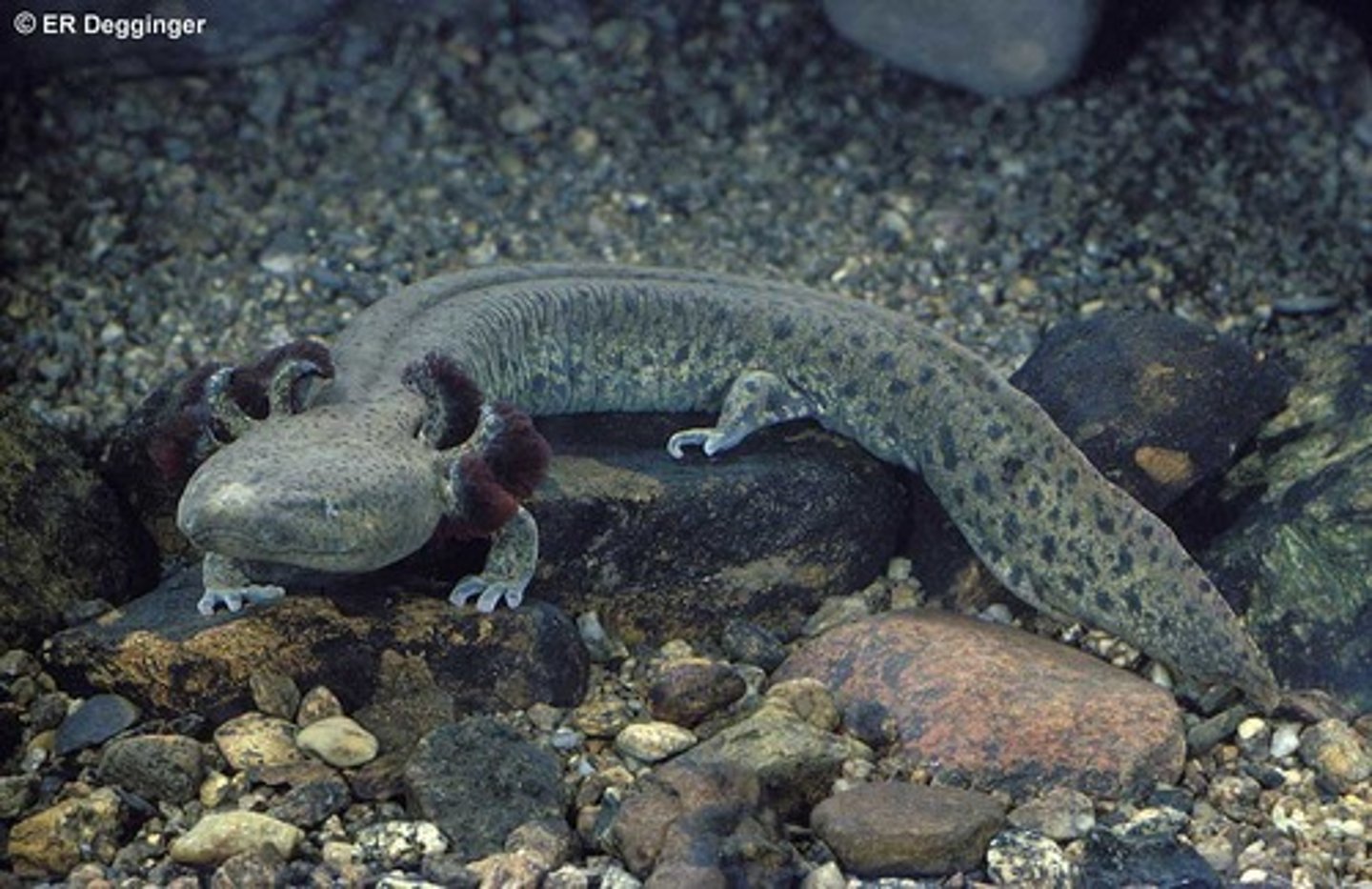 <p>-Fore and hind limbs similar in length, small</p><p>-Limbs splayed outward from body</p><p>-Zygopophyses are smaller for some support and flexibility</p><p>-Body slightly elevated off ground during movement</p>