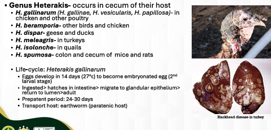 <p><em><u>Heterakis gallinarum</u></em></p>