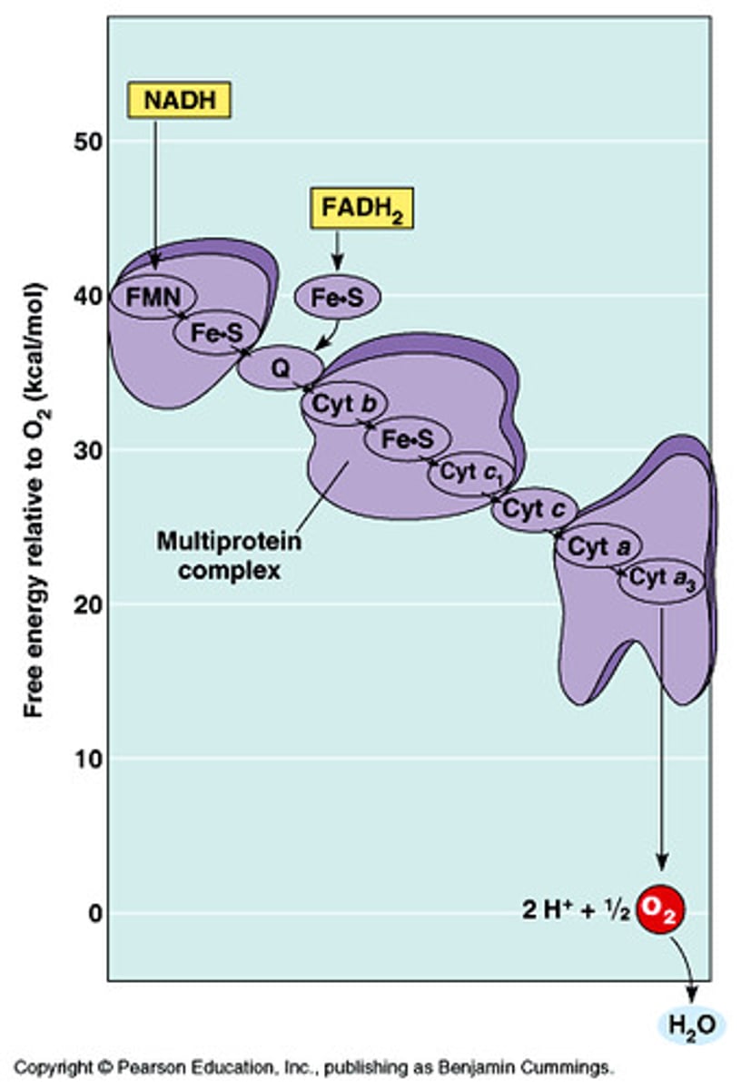 <p>an iron-containing protein that is a component of of electron transport chains in the mitochondria and chlorplasts of eukaryotic cells</p>