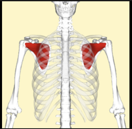 <p>Identify the highlighted muscle</p>