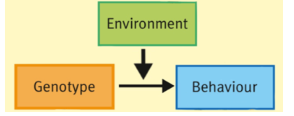 genetic differences in sensitivity to particular environmental effects. This is different from the correlations in the sense that $$the genotype and the environment directly interact to bring out a certain behaviour or illness$$ 

→ genetic predisposition and environmental factors intervene to influence behaviour  

→ If your genotype makes you more prone to an anxiety disorder, whether you actually develop it can depend on the environment. 