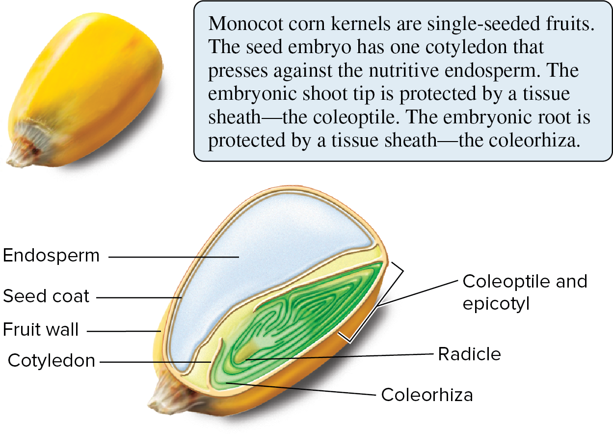 mature eudicot embryos(beans and peas) - displays an epicotyl and hypocotyl; radicle, embryonic root, extends from the hypocotyl; a lot of endosperm has been absorbed into large cotyledons

mature monocot embryos(corn) - epicotyl with a first bud enclosed in the coleoptile; young monocot root enclosed within protective envelope known as the coleorhiza; contain large quantity of endosperm which is the huge vacuole looking thing in the diagram

As you can see, plants vary in which the embryonic shoot emerges, different roots and shoot and stuff.