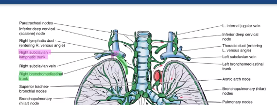 <p>right lymphatic duct</p>
