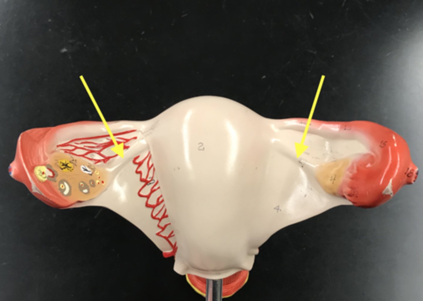 <p>attaches ovary to uterus</p>