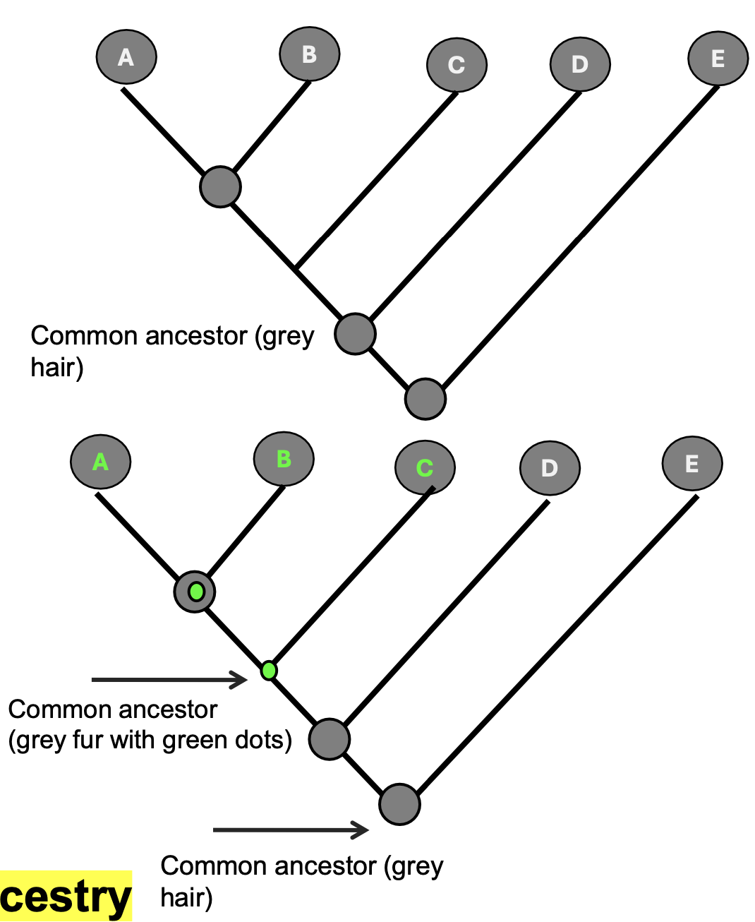 <p>• Term introduced by anatomist Richard Owen in 1843:“Same organ in different animals under every variety of form and function”</p><p><strong>• Trait inherited from common ancestor</strong></p><p>• Criteria to determine <u>homologous&nbsp;</u>traits: position, development, composition</p><p>	Eg. tetrapod forelimb (same set of bones in humans, whales, lizards, birds)</p>