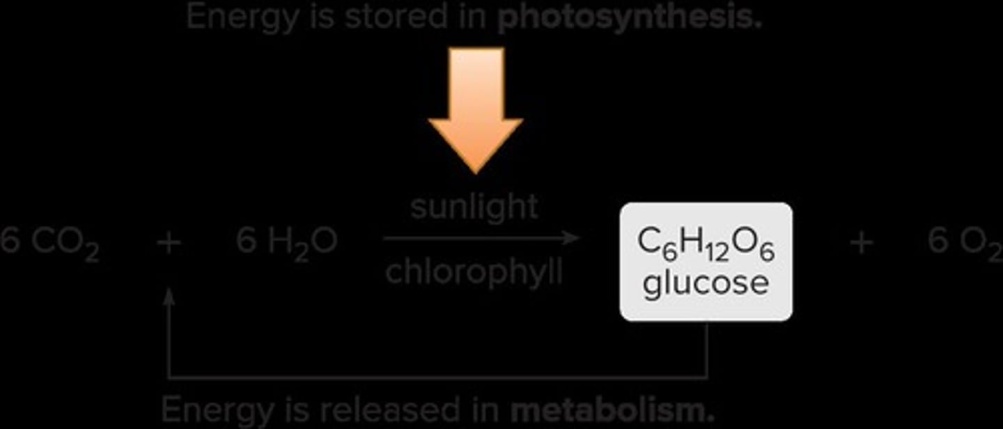 <p>Through photosynthesis, where energy from the sun is stored as chemical energy in carbohydrates.</p>