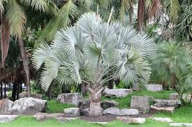 <p>Bismarck Palm</p>