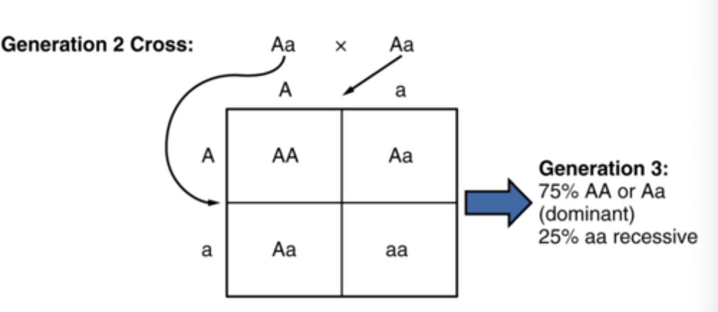 <p>The process by which alleles segregate independently during the formation of gametes.</p>