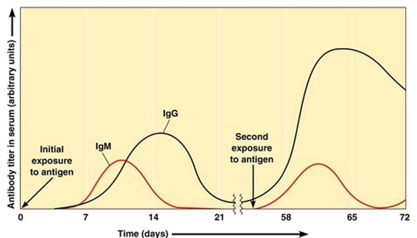 <p>the increased production of antibodies after the second exposure to the antigen (e.g. a booster shot of a vaccine). Rapid, mostly IgG, and has a higher titer. This response persists for a LONG time.</p>