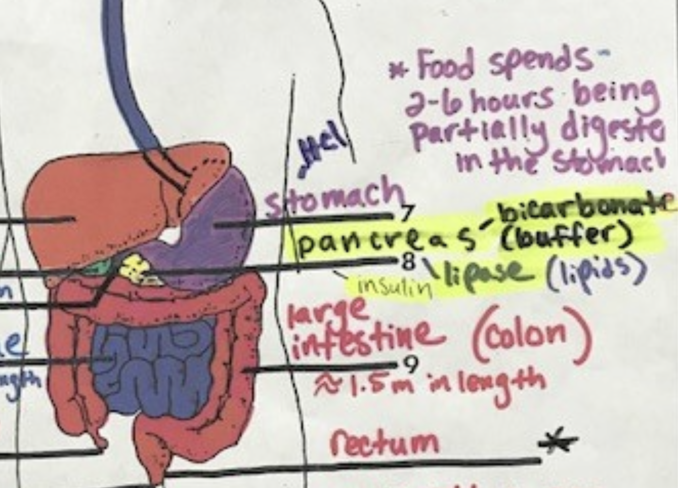 <p>produces insulin, lipase, bicarbonate and lipase (lipids)</p>